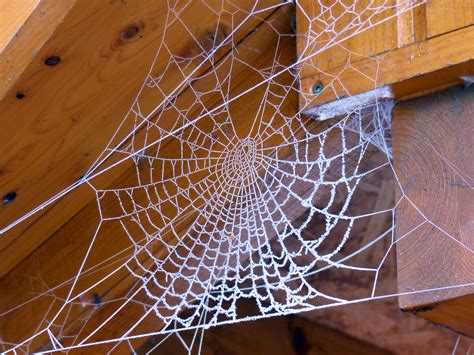 cobweb   house  image