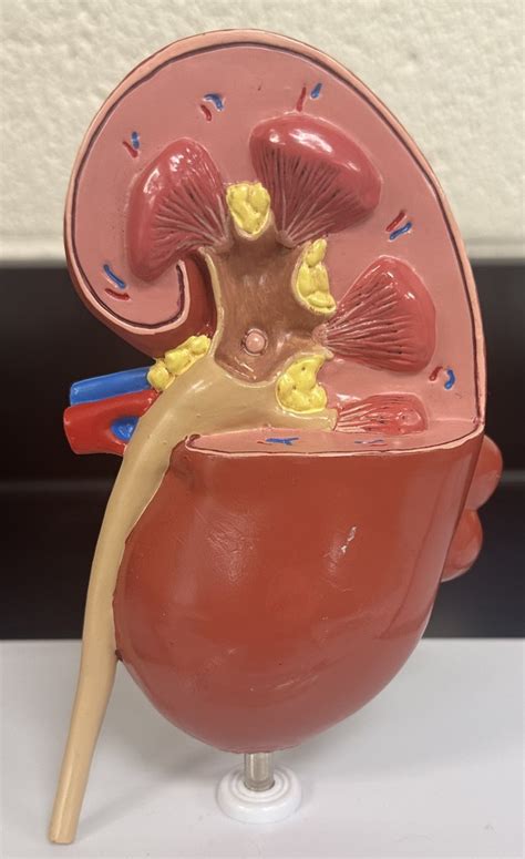 normal kidney model diagram quizlet