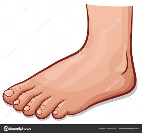 Векторная Иллюстрация Человеческой Стопы векторное изображение