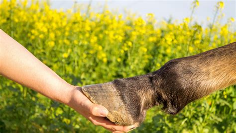 Laminitis: Symptoms and Treatment