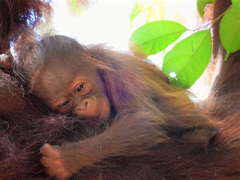 beranak haiwan melahirkan anak pembiakan haiwan kobe ankunding