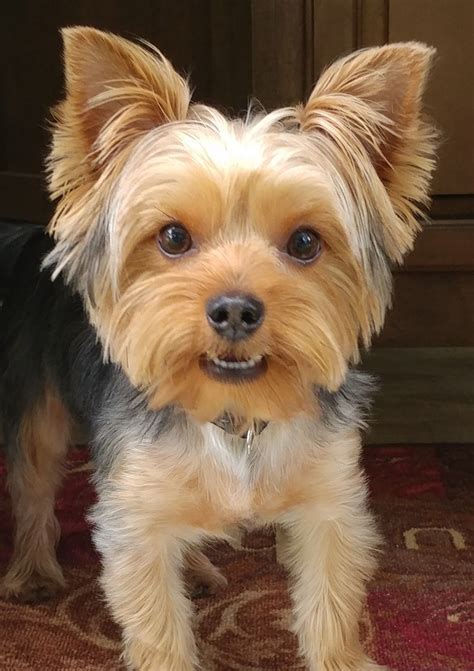 Teddy bear yorkie haircuts - pikoldt