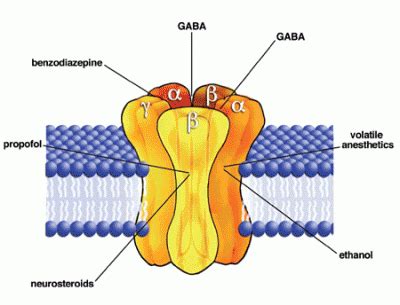 GABA, Inhibitory Brain Receptors