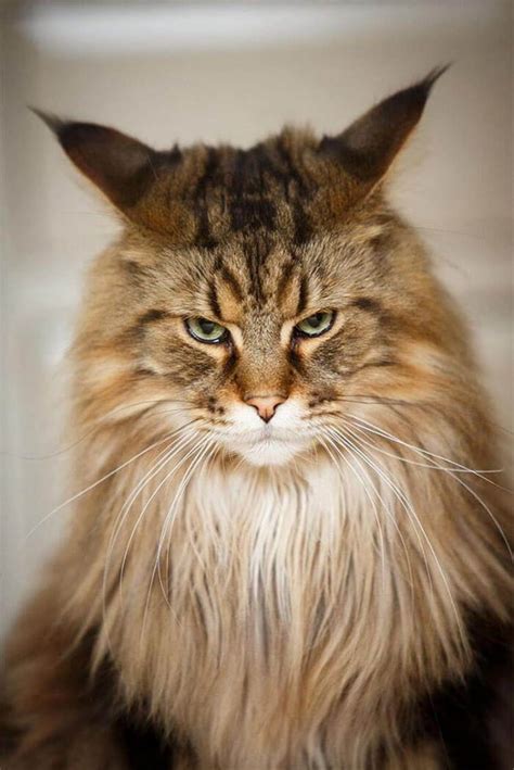 Злые коты (40 фото) — Фаник
