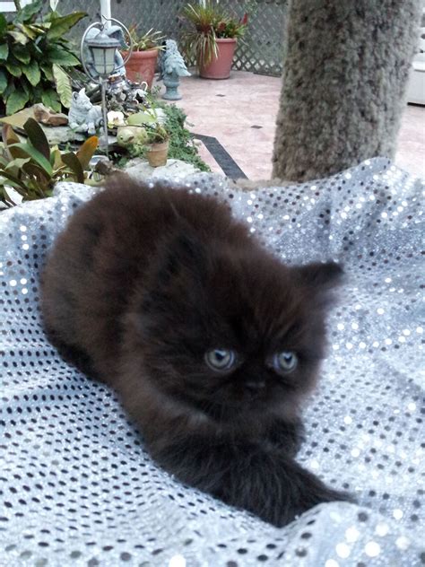 Black Persian Kittens