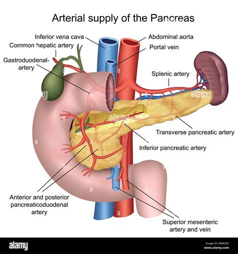 Blood supply of the pancreas 3d medical vector illustration on white ...