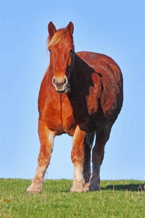 14 rare horse breeds in the world – Artofit