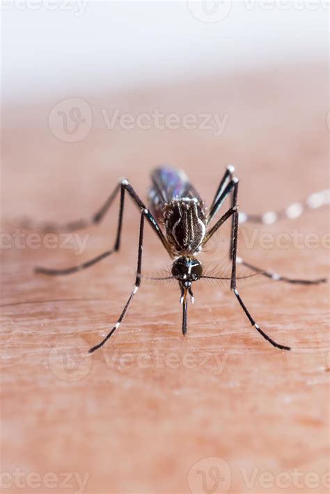 Mosquito biting 707763 Stock Photo at Vecteezy