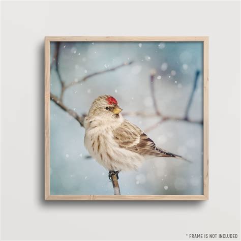 Winter Photography Winter Art Bird Photography Snow Bird | Etsy