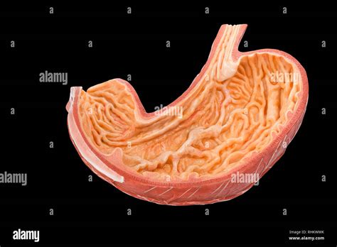 royalty  human stomach internal organ pictures images  stock