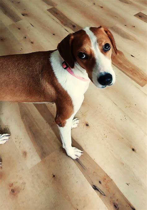 animal shelters farmington nm 9