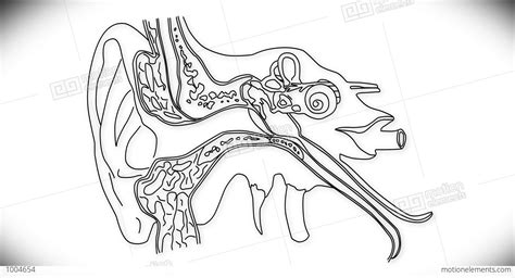 Parts Of The Ear Drawing at GetDrawings | Free download