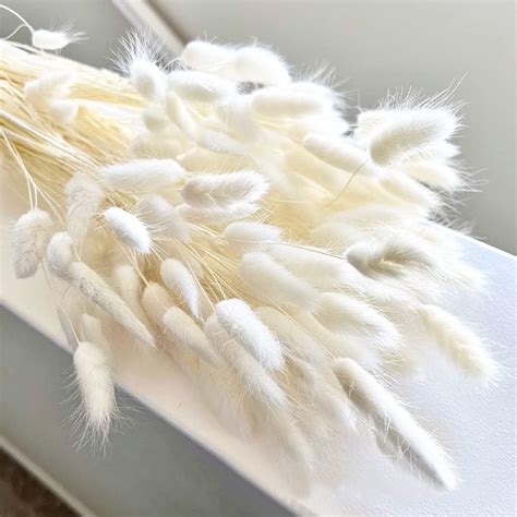 Amazon.com: 120 PCS Natural Bunny Tails Flowers Lagurus Bunny Tails