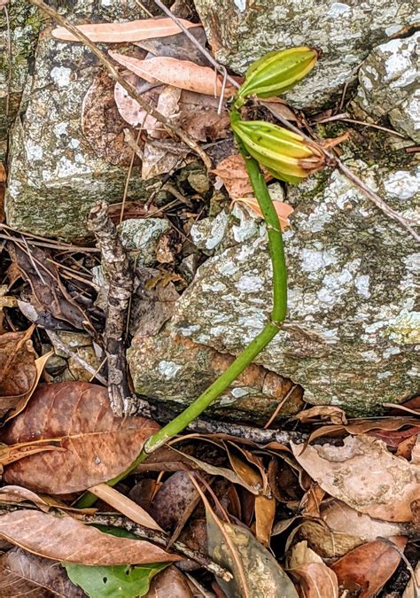 Is my Orchid Dead or Dormant? [Explained in Detail]
