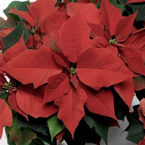 poinsettia how to pronounce