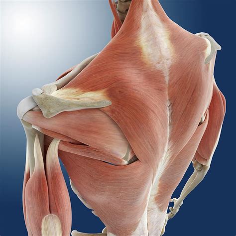 shoulder   anatomy photograph  springer medizin pixels