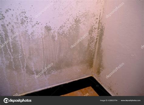 black mold corner white wall macro mildew apartment humidity room