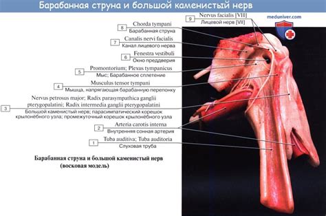Анатомия: Лицевой нерв (VII пара, 7 пара черепных нервов), n. facialis ...