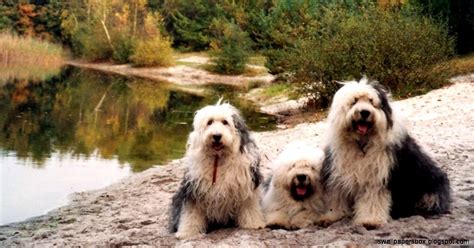 Sheepdog Hd Wallpapers | Wallpapers Box