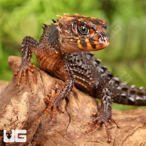 shop reptiles amphibians inverts  underground reptiles