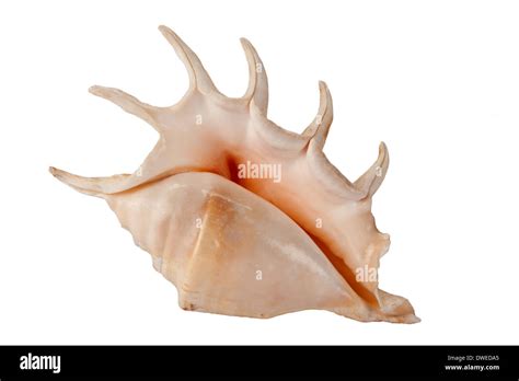 Sea Shell - Isolated Stock Photo - Alamy