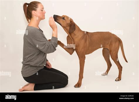 rhodesian ridgeback puppy asking for reward during training lesson in ...