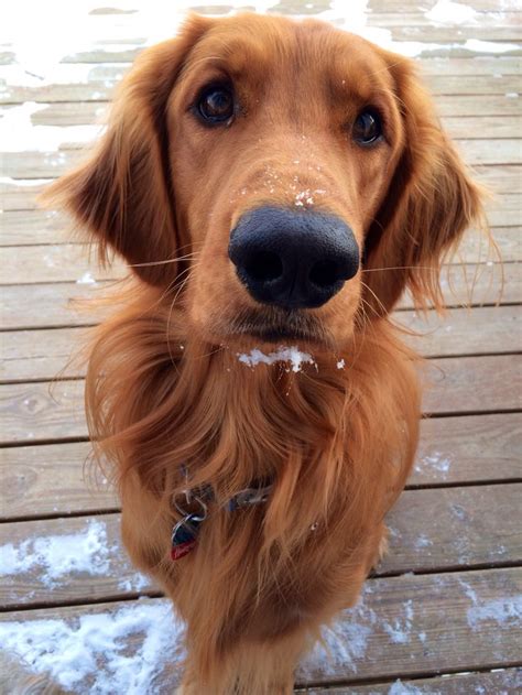 Irish Setter Golden Retriever Mix