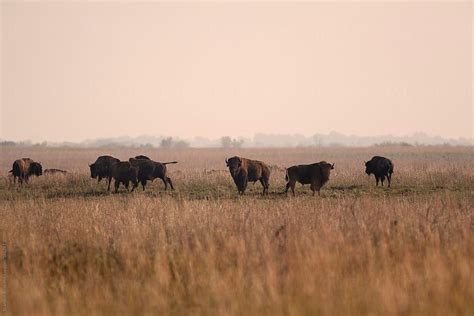 «Wild Roaming Herd Of American Bison On Prairie Grasslands» del ...