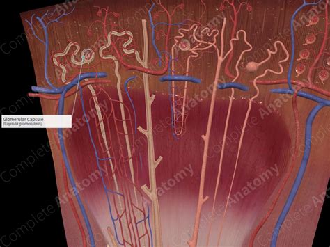 Glomerular Capsule | Complete Anatomy