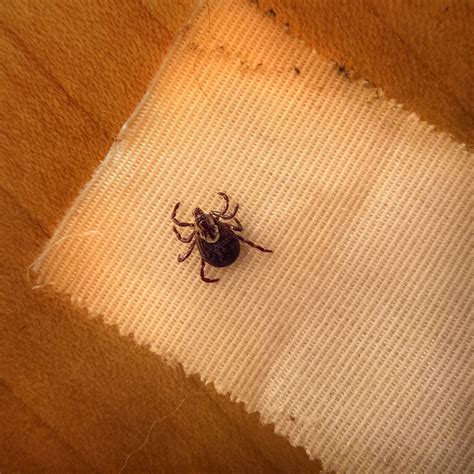 Ticks: A Conversation — Rob Amberg