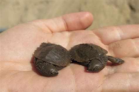 nest protection breathing  life  fitzroy river turtle population