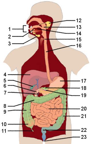anatomy quiz  digestive system anatomy quiz