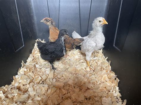 Any breed/sex guesses on these lil 5-6ish weekers? : r/BackYardChickens
