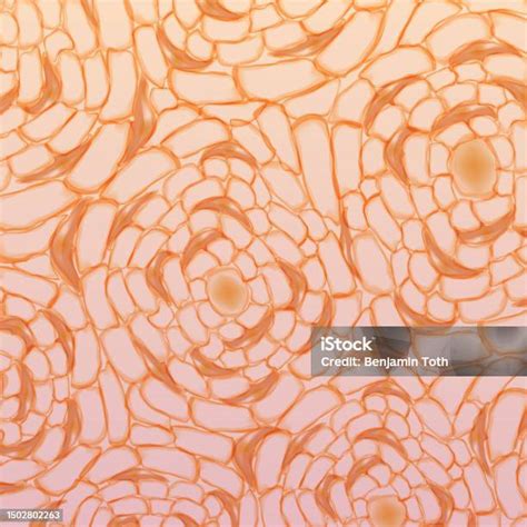 jaringan tulang kompak manusia struktur jaringan tulang  jaringan