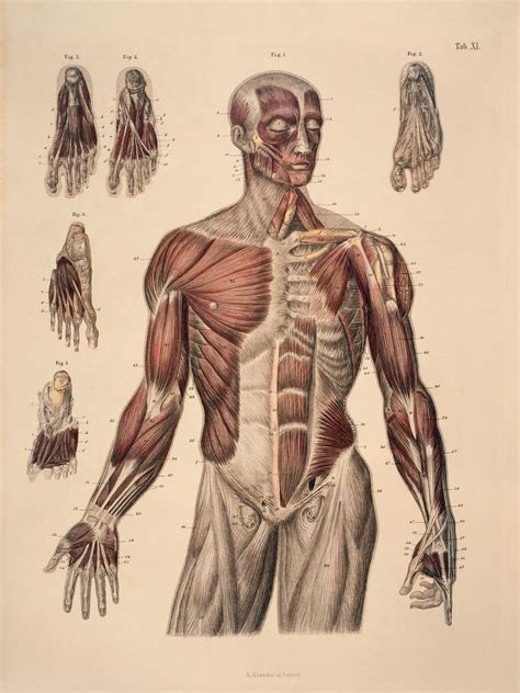 human anatomy  drawing drawing improvement challenges