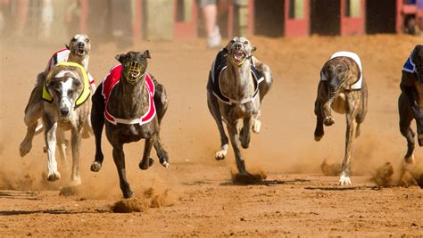 Experts Warn: Tri-State Live Racing Might Surprise You - t1bvefz