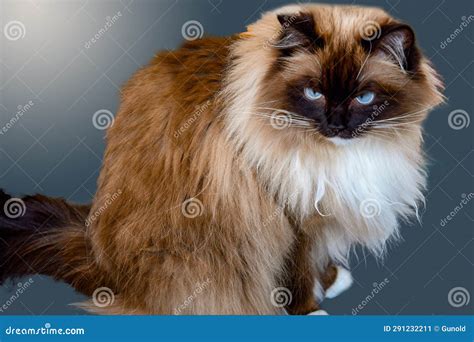 Ragdoll cat with blue eyes stock image. Image of friend - 291232211