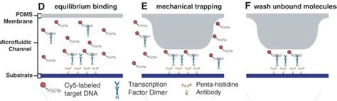 Team:EPF-Lausanne/Tools/MITOMI - 2011.igem.org