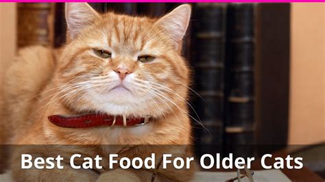 Best Cat Food For Older Cats: Reviews of the Top Foods for Senior Cats