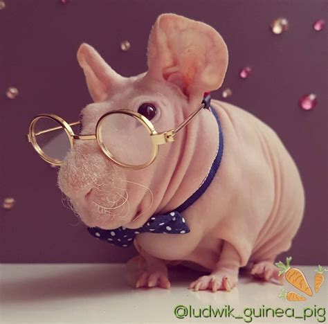 Ludwik The Hairless Guinea Pig Turned From Homeless To Celebrity By ...