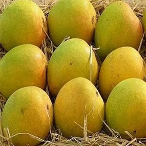 Yellow A Grade Fresh Badam Mango, Crate, Packaging Size: 20 Kg at Rs 35 ...
