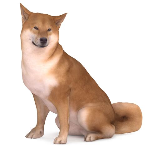 shiba  dog sitting pose scanned  model renderbot
