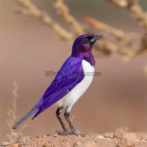 Exploring the Habitat of the Violet Starling - Birds Tales