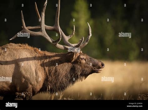 mud covered antlers   rocky mountain bull elk  rut cervus elaphus