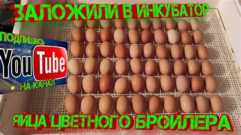 Заложили в инкубатор яйца цветного бройлера. - YouTube