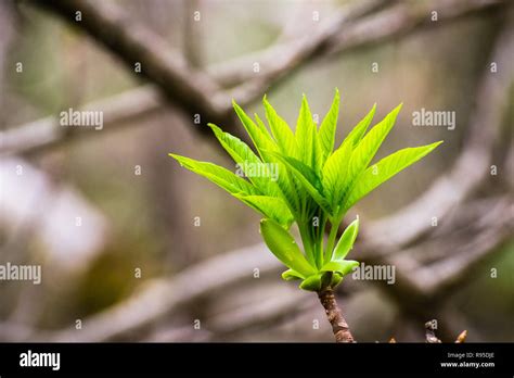 California Buckeye tree growing new leaves, California Stock Photo - Alamy