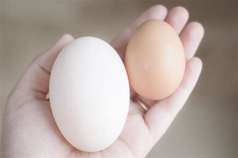 Chicken Eggs vs Duck Eggs • The Courageous Chicken