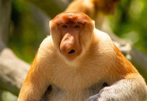 proboscis monkeys big noses boost vocal identity