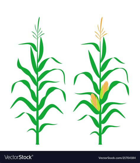 Corn stalk Royalty Free Vector Image - VectorStock