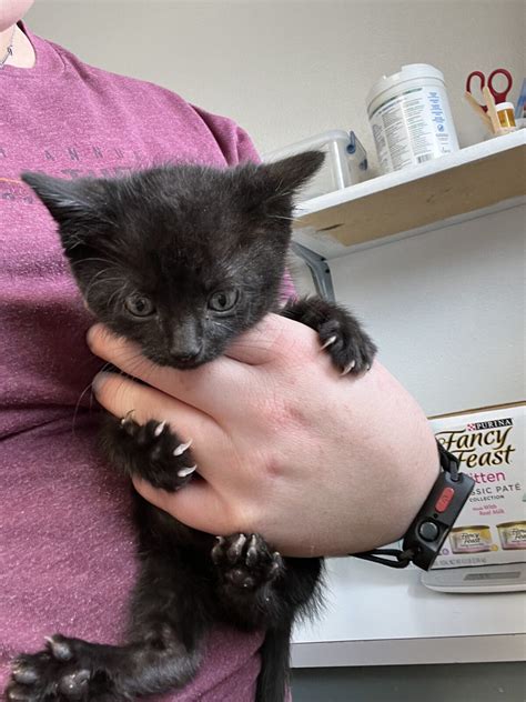 Black Cat Bad Luck Myth - Ark-Valley Humane Society